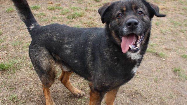 Skubi ze schroniska w Łodzi to miły, wierny i towarzyski piesek. Otwórz przed nim serce! [ZDJĘCIA]