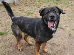 Łódź. Pies Skubi ze schroniska w Łodzi