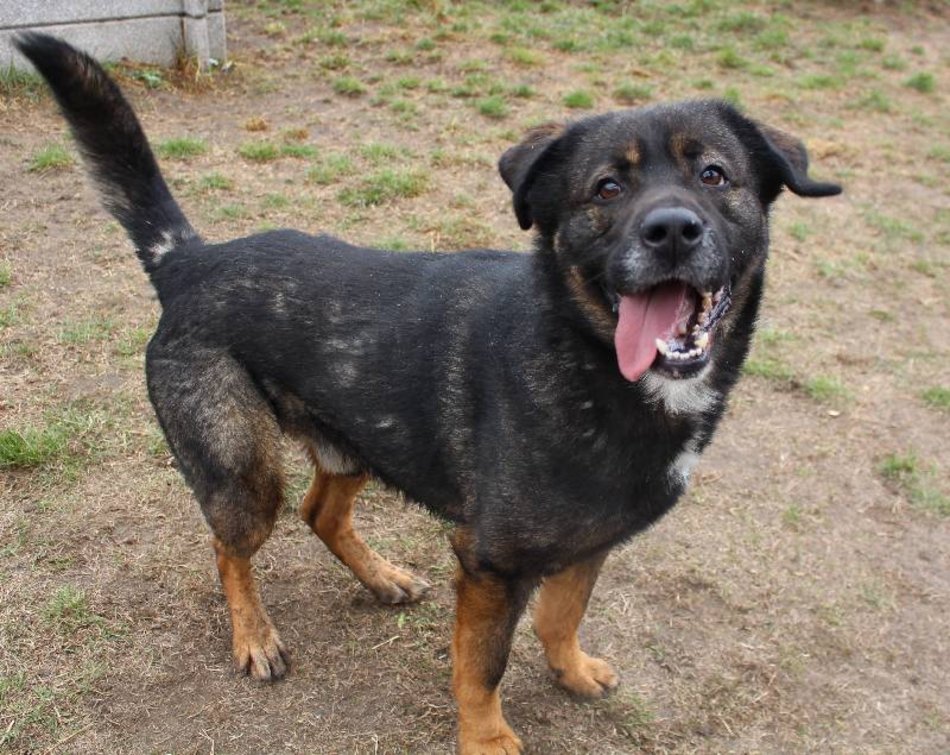 Łódź. Pies Skubi ze schroniska w Łodzi