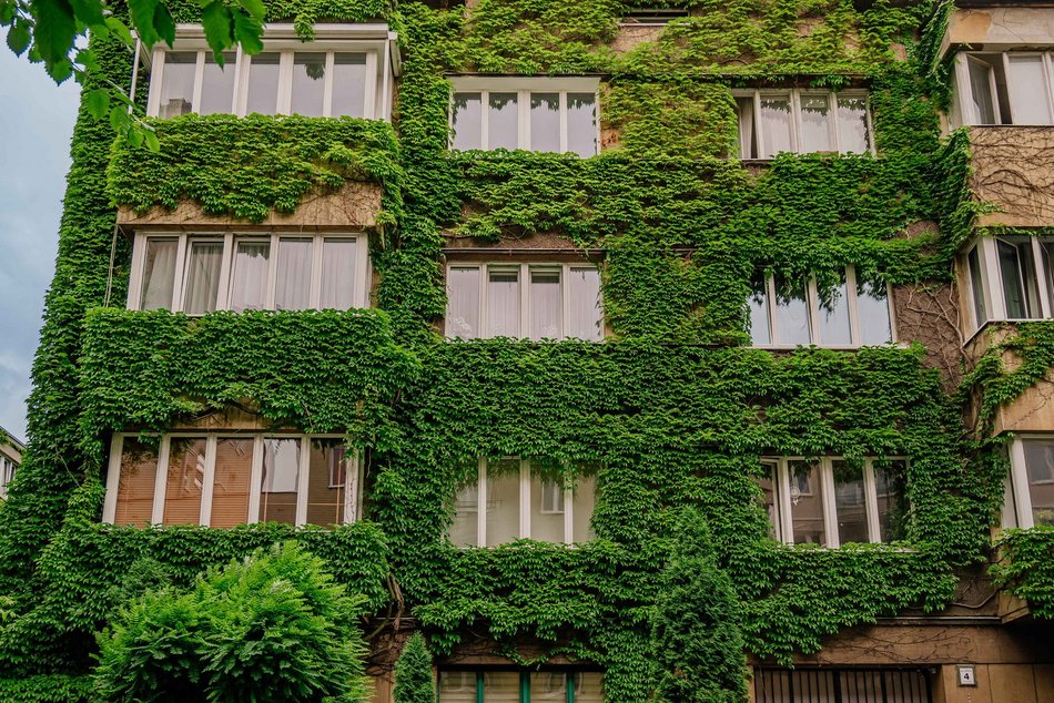 Łódź. To najbardziej zielona kamienica w Łodzi. Ten widok zapiera dech!