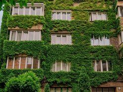 Łódź. To najbardziej zielona kamienica w Łodzi. Ten widok zapiera dech!