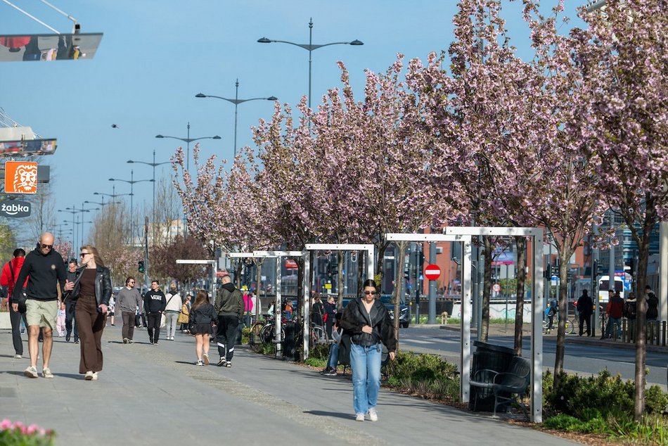 Łódź. Zielona trasa W-Z w Łodzi. Ponad 2 tysiące drzew kwitnie od Retkini po Olechów!