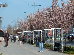 Łódź. Zielona trasa W-Z w Łodzi. Ponad 2 tysiące drzew kwitnie od Retkini po Olechów!