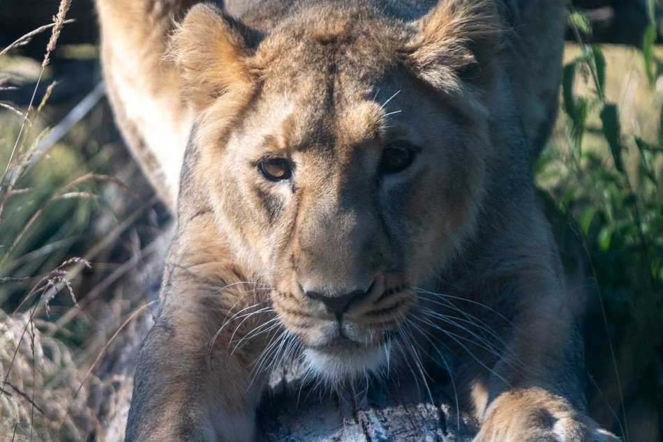 Nowa lwica w Orientarium Zoo Łódź! To nie jest malutka kotka!