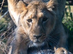 Nowa lwica w Orientarium Zoo Łódź! To nie jest malutka kotka!