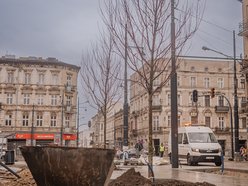 Sadzenie drzew na ul. Legionów przy placu Wolności