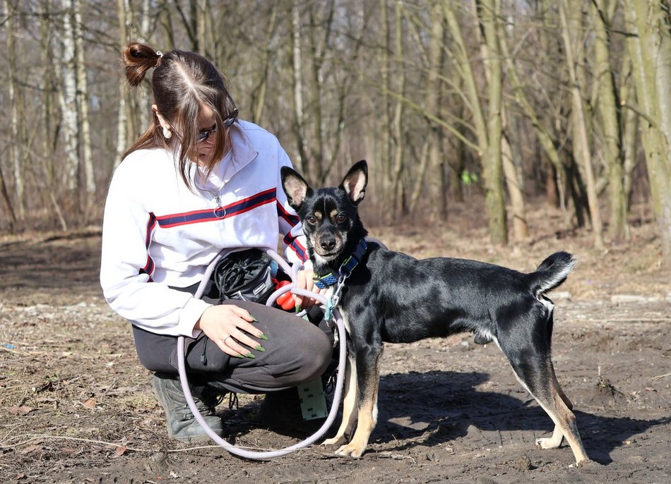 Rasowe psy ze schroniska w Łodzi