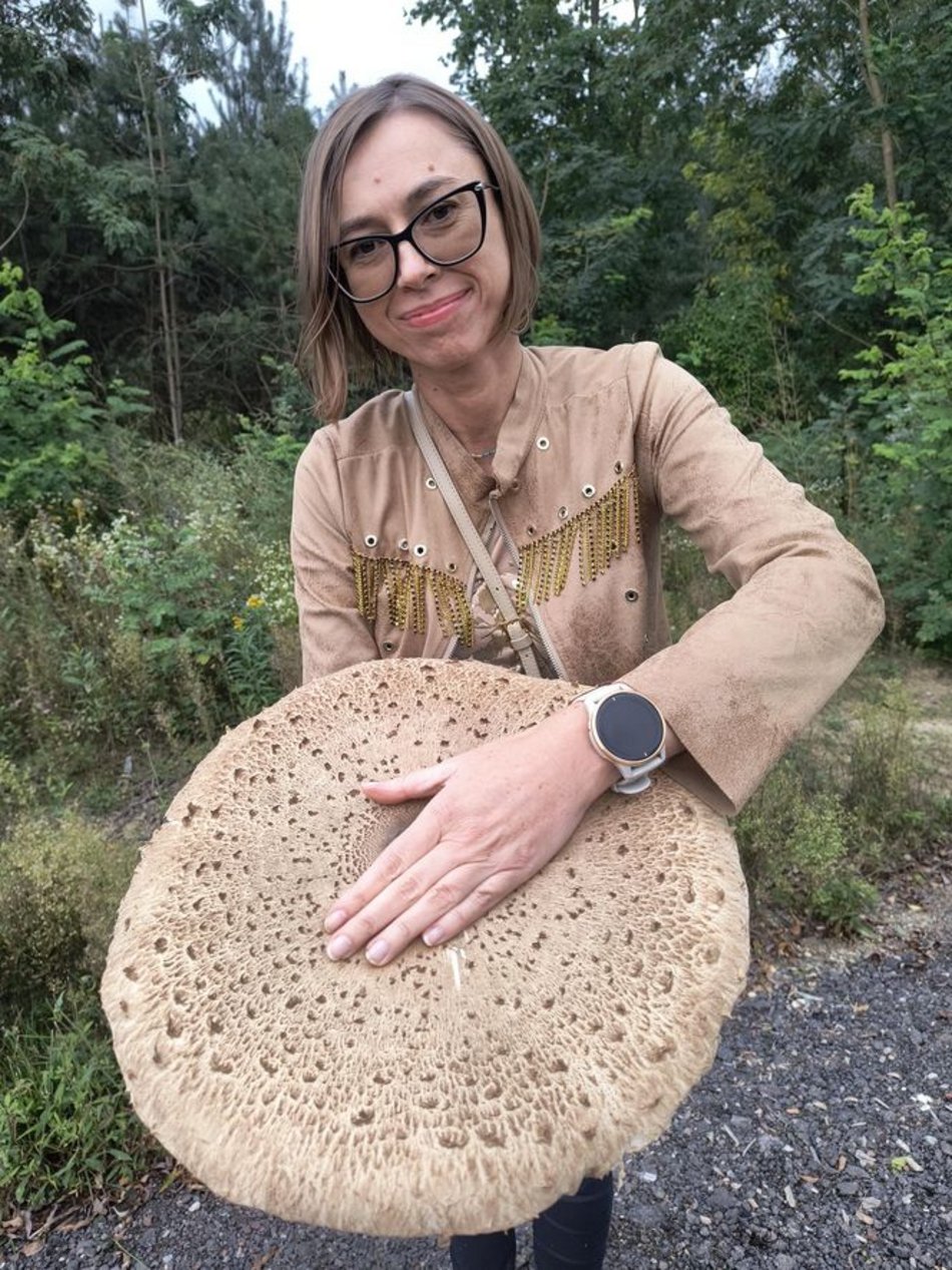 Łódź. Na grzybobranie tylko z taczką! Gigantyczna kania znaleziona w Łódzkiem