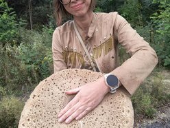 Łódź. Na grzybobranie tylko z taczką! Gigantyczna kania znaleziona w Łódzkiem