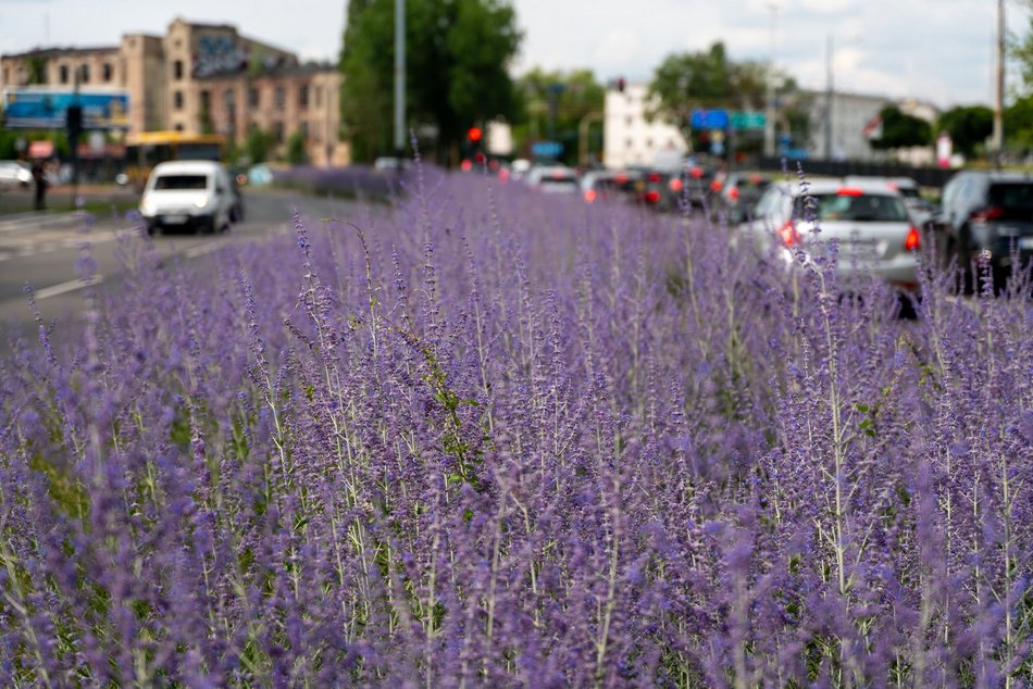 Perowskia łobodolistna przy Uniwersyteckiej!