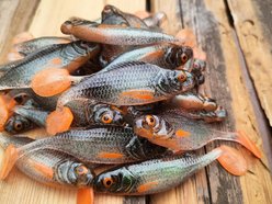 Łódź. Ma swój „haczyk” na ryby. Wędkarz Jakub Dziki z Łodzi produkuje własne przynęty