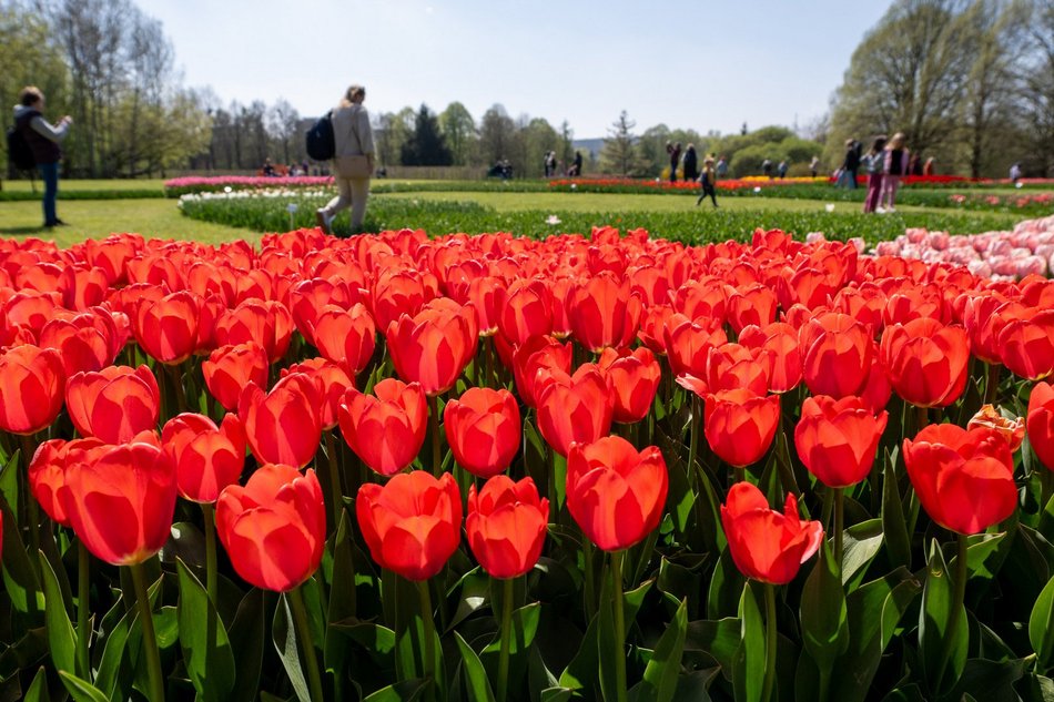 Łódź. Tysiące tulipanów w Ogrodzie Botanicznym w Łodzi. Przyjdź i zobacz je na własne oczy!