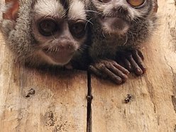 Łódź. Nowe ponocnice w Orientarium Zoo Łódź. Czy te oczy mogą kłamać?