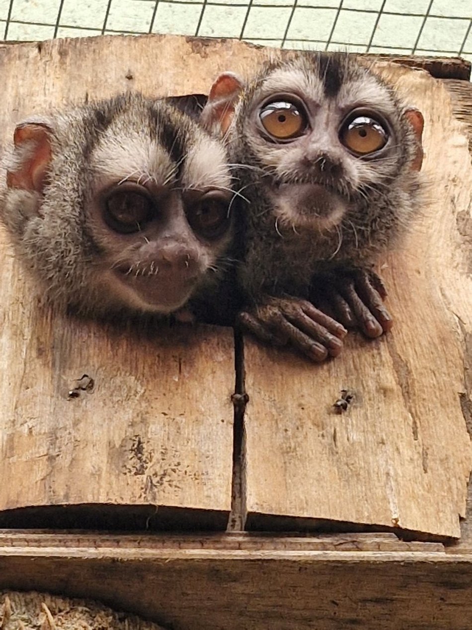 Łódź. Nowe ponocnice w Orientarium Zoo Łódź. Czy te oczy mogą kłamać?