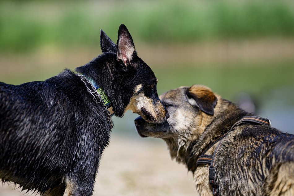 Łódź. Psiejski spacer na Uroczysku Lublinek w Łodzi. Kolejna odsłona wyjątkowej inicjatywy