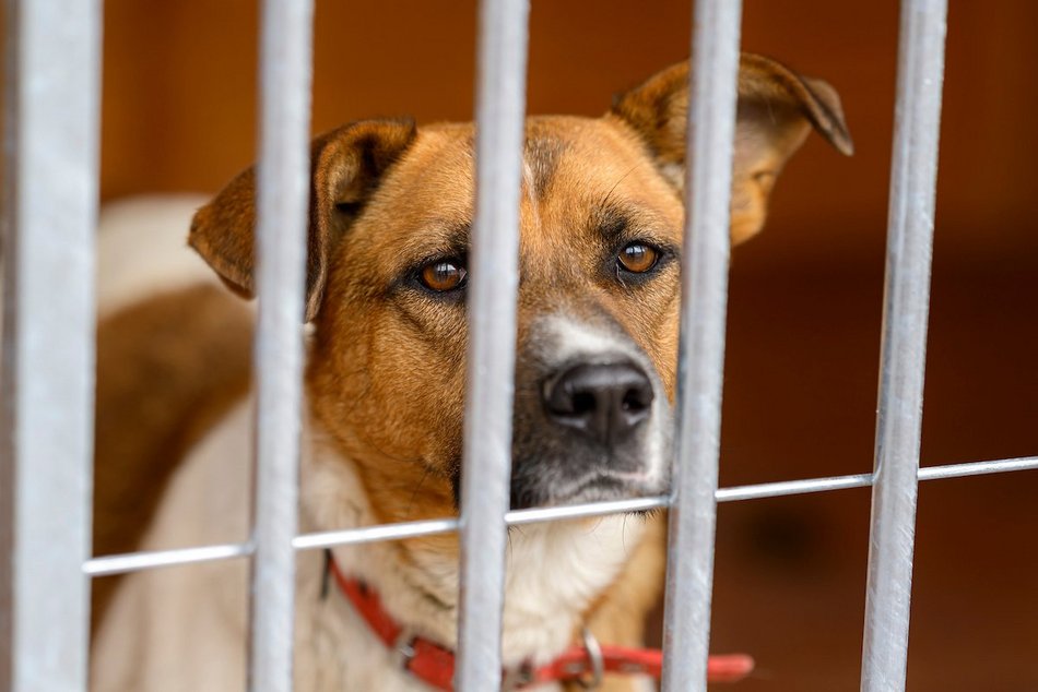 Łódź. schronisko w Łodzi