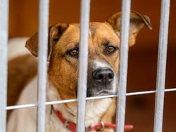 Łódź. schronisko w Łodzi