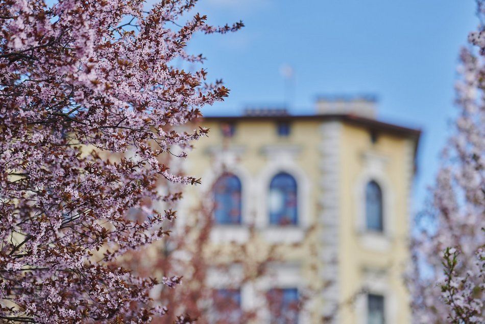 Łódź. Zobacz, jak skwer przy Kilińskiego i Rewolucji w Łodzi mieni się wszystkimi kolorami wiosny