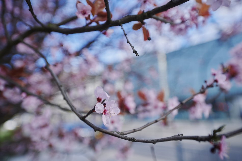 Łódź. Wiosna zagościła na skwerze przy Narutowicza i Sienkiewicza. Przyroda w Łodzi zachwyca!