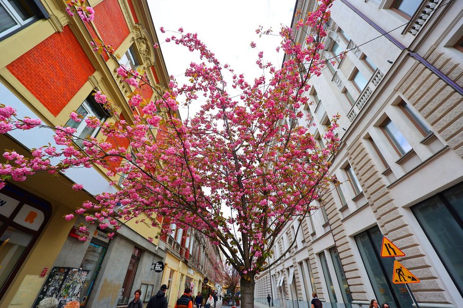 Przepiękne wiśnie kwitną na woonerfie Traugutta