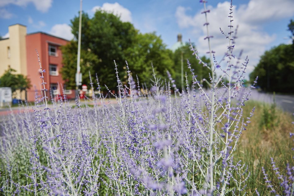 Kwiatowa łąka na ul. Kopcińskiego w Łodzi