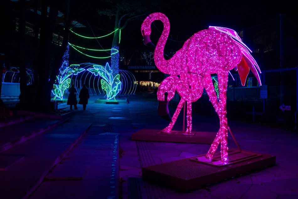 Park Miliona Świateł w Łodzi otwarty! Magiczne zwierzęta opanowały Orientarium Zoo Łódź