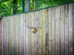 Łódź. Ośrodek Rehabilitacji Dzikich Zwierząt pomaga kolejnym podopiecznym