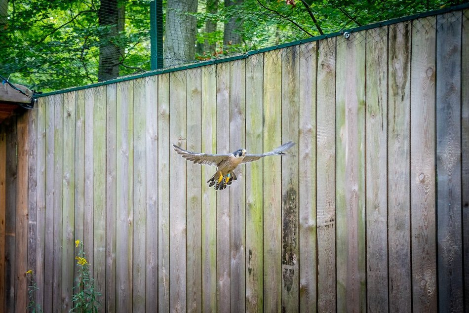 Łódź. Ośrodek Rehabilitacji Dzikich Zwierząt pomaga kolejnym podopiecznym