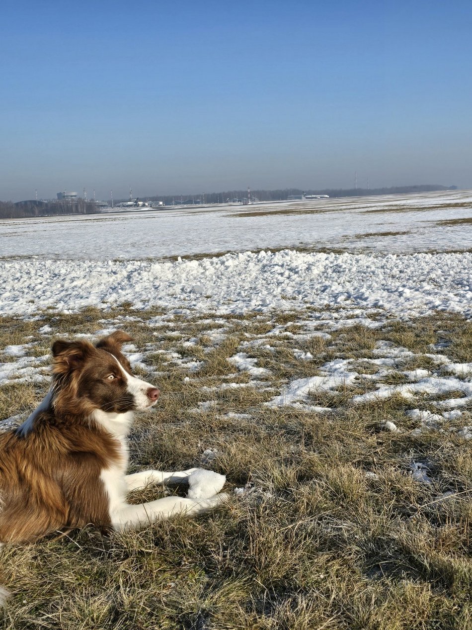 Łódź. Falcia to postrach ptaków na lotnisku w Łodzi!