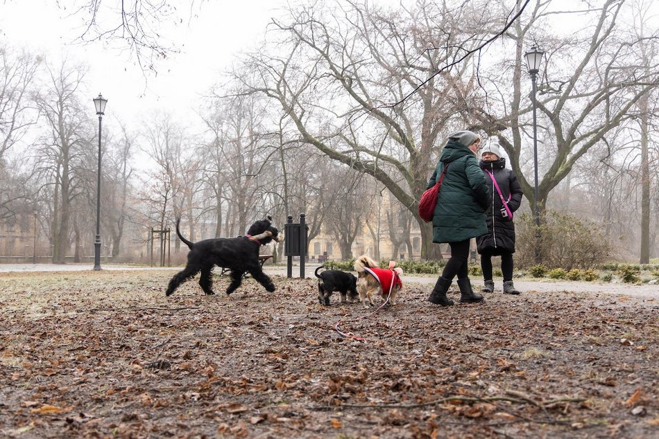 Łódź. Spacerowicze w parku Poniatowskiego