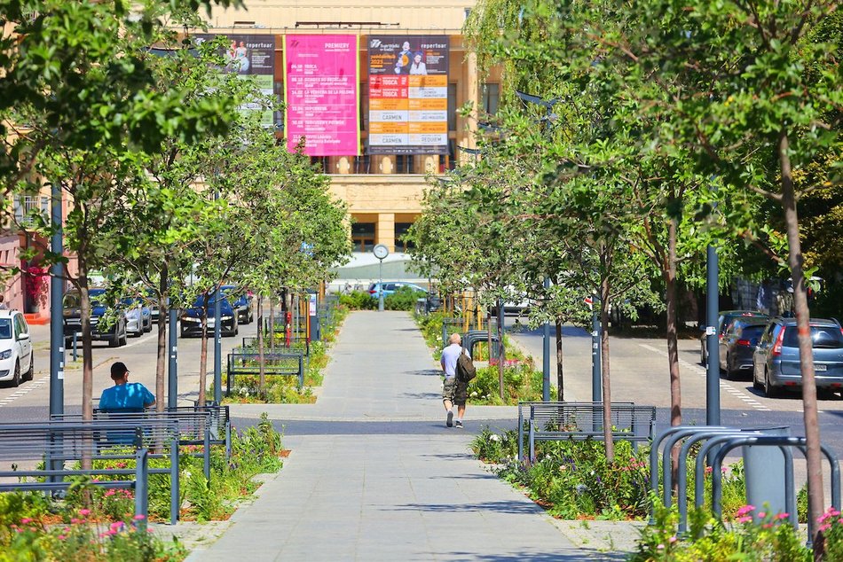 Łódź. Knychalskiego w Łodzi cała w zieleni! Nowe drzewa, kwiaty i rabaty