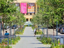 Łódź. Knychalskiego w Łodzi cała w zieleni! Nowe drzewa, kwiaty i rabaty