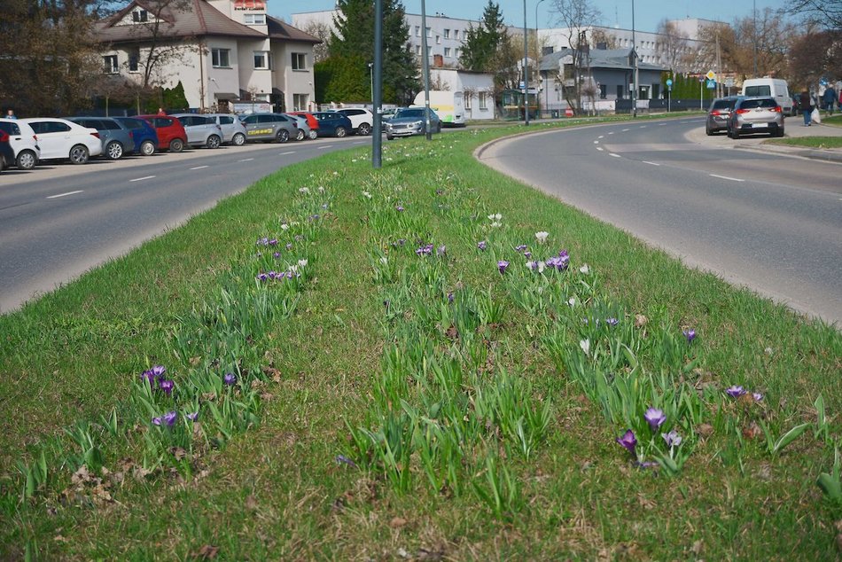 Łódź. Łódź tonie w kwiatach! Wielokolorowe kompozycje w całym mieście!