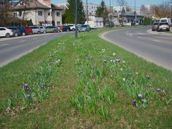 Łódź. Łódź tonie w kwiatach! Wielokolorowe kompozycje w całym mieście!