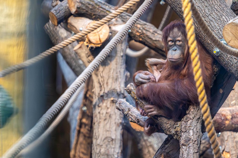 Łódź. Orangutan sumatrzański urodził się w Orientarium Zoo Łódź. To sukces na skalę światową!