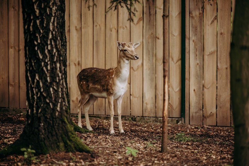 Łódź. Ośrodek Rehabilitacji Dzikich Zwierząt działa pełną parą. Ponad 1000 zwierząt w 2025 roku
