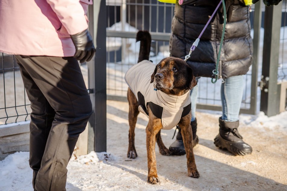 Łódź. Psy ze schroniska w Łodzi na spacerze
