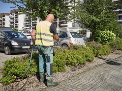 Łódź dba o zieleń