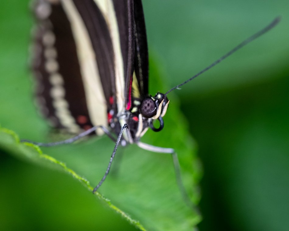 Motylarnia w Orientarium Zoo Łódź - motyle i odwiedzający w motylarni