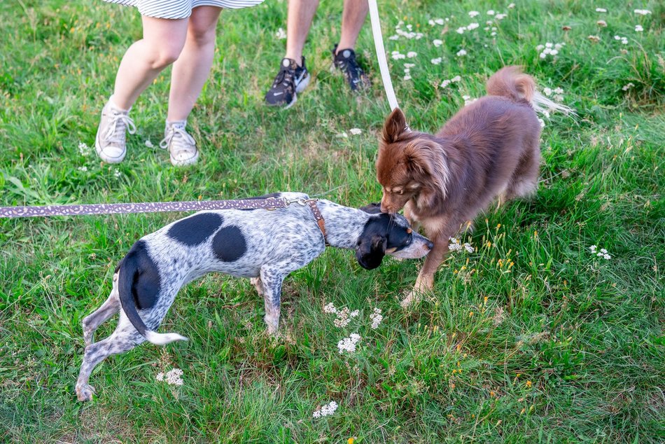 Psia Polówka w Łodzi