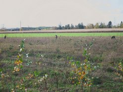 Łódź. Przybędzie aż 15 tysięcy nowych drzew