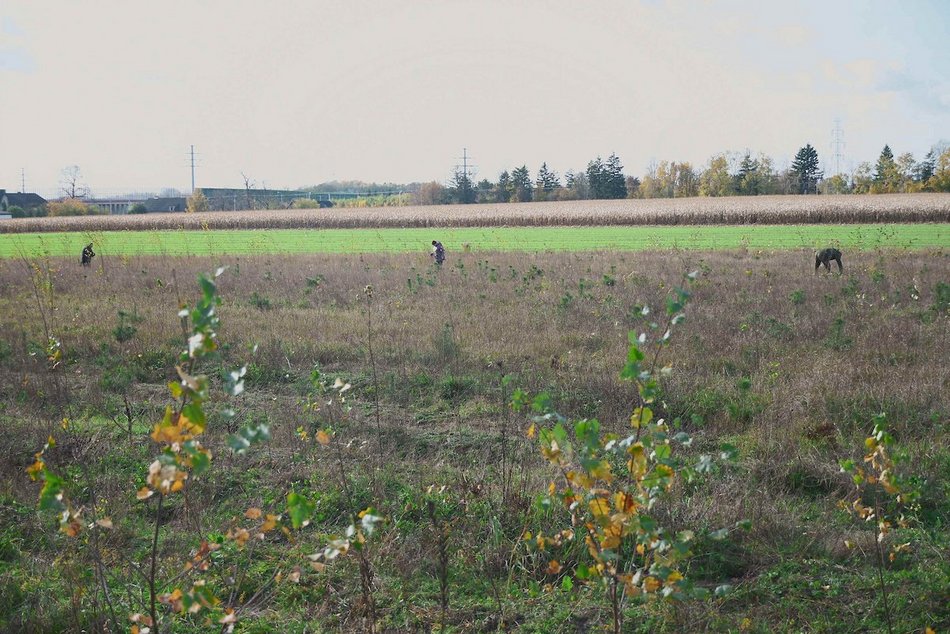 Łódź. Przybędzie aż 15 tysięcy nowych drzew