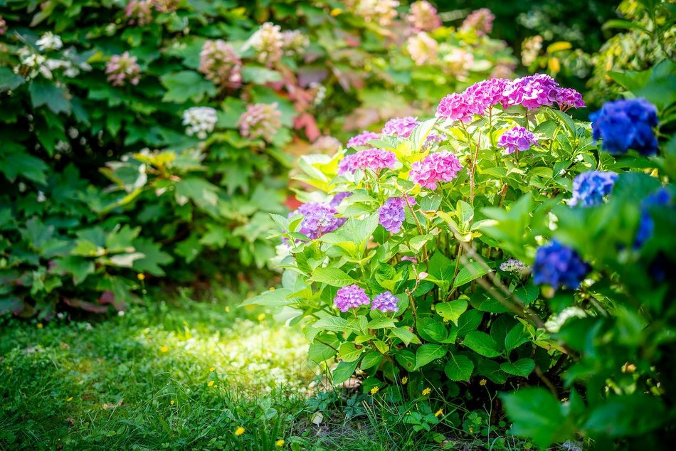 Łódź. Hortensje opanowały Ogród Botaniczny w Łodzi! To prawdziwa feeria barw