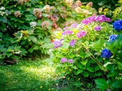 Łódź. Hortensje opanowały Ogród Botaniczny w Łodzi! To prawdziwa feeria barw