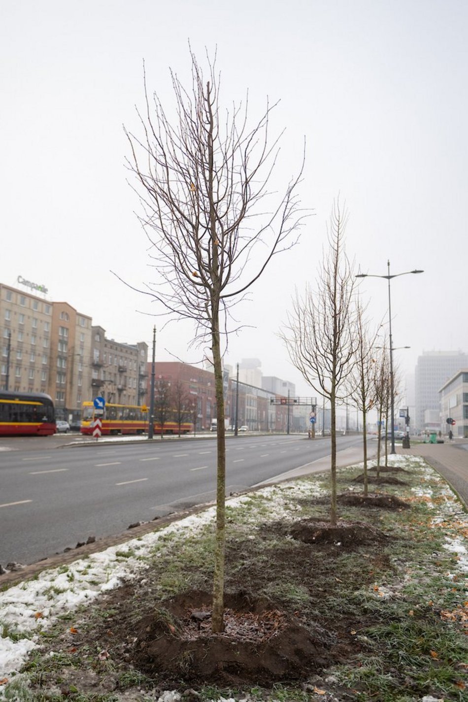 Łódź. Jeszcze więcej zieleni w mieście z ŁBO