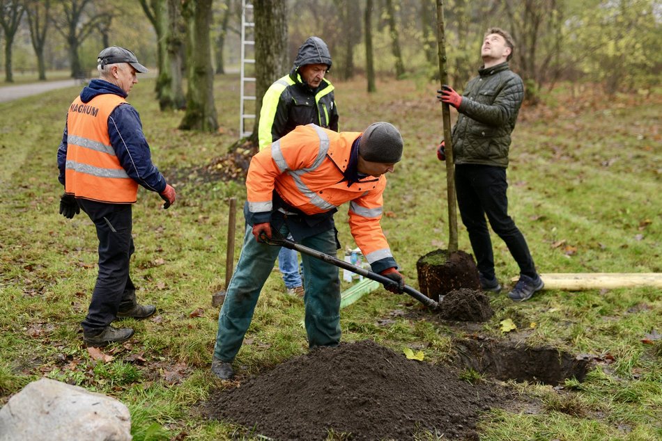 Lipy wracają do parku Poniatowskiego