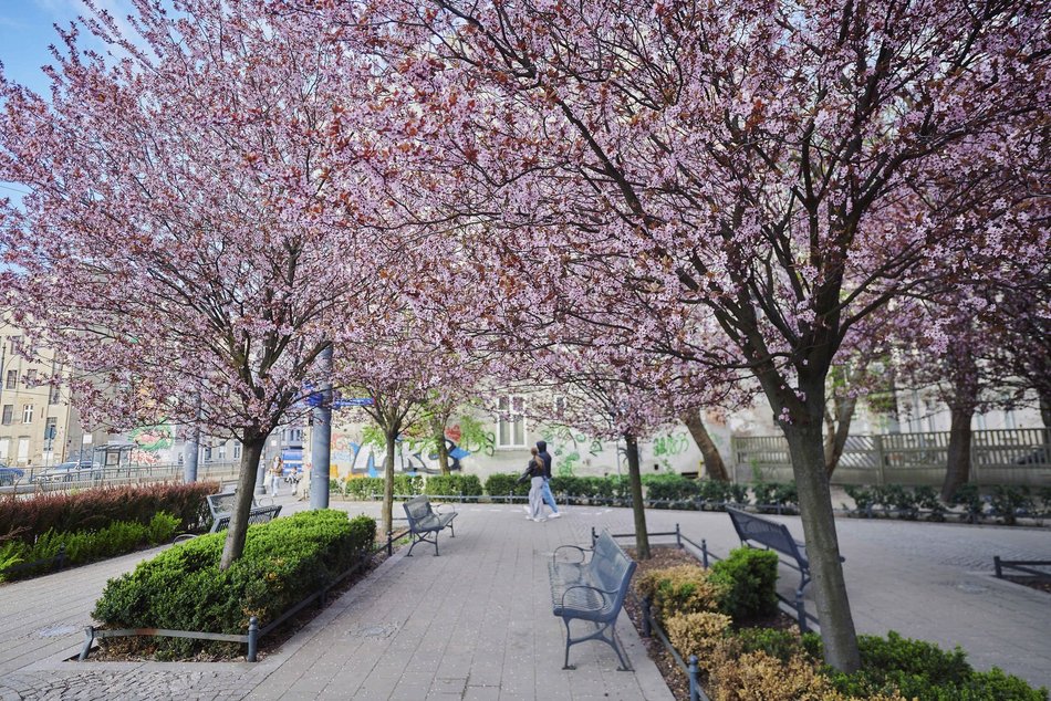 Łódź. Na skrzyżowaniu Kilińskiego i Narutowicza niczym w Japonii. Różowe drzewa przykuwają wzrok!