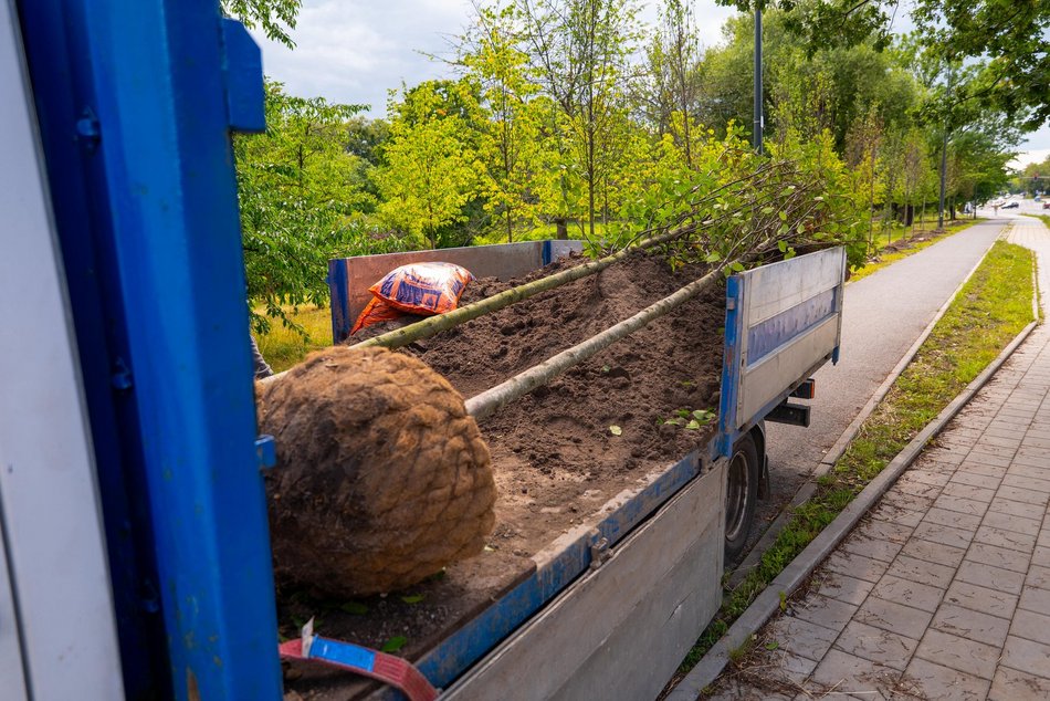Wojska Polskiego w Łodzi jeszcze bardziej zielona! Przybyło 300 nowych drzew