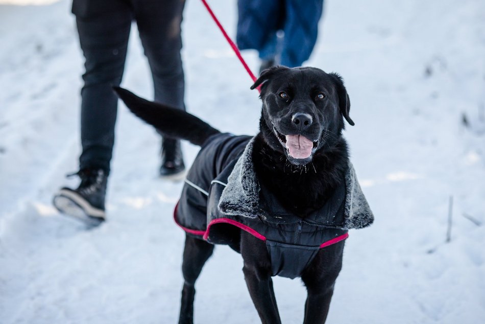 Łódź. Psy ze schroniska w Łodzi na spacerze