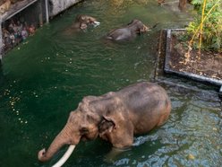 Słonie z Orientarium Zoo Łódź